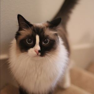 Meet your Posher, Chao